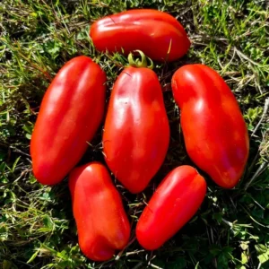 Set of 2 San Marzano Tomato Plants - 6 to 10 Inches Tall, Live Tomato Plants for Garden, High-Yielding, 60+ Days Old, Welll Rooted