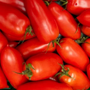 Set of 2 San Marzano Tomato Plants - 6 to 10 Inches Tall, Live Tomato Plants for Garden, High-Yielding, 60+ Days Old, Welll Rooted