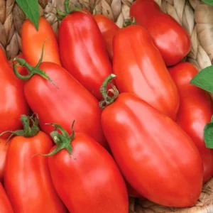 Set of 2 San Marzano Tomato Plants - 6 to 10 Inches Tall, Live Tomato Plants for Garden, High-Yielding, 60+ Days Old, Welll Rooted