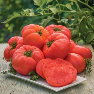 Set of 4 Beefsteak Tomato Plants - 6 to 10 Inches Tall, Tomato Tree Plant , Live Tomato Plants for Garden, High-Yielding, 60+ Days Old