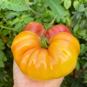 Set of 4 Red Cherry Tomato Plants - 6 to 10 Inches Tall, Tomato Tree Plant , Live Tomato Plants for Garden, High-Yielding, 60+ Days Old