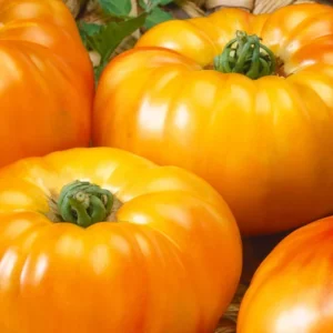 Set of 4 Red Cherry Tomato Plants - 6 to 10 Inches Tall, Tomato Tree Plant , Live Tomato Plants for Garden, High-Yielding, 60+ Days Old