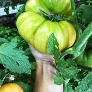 Set of 4 Red Cherry Tomato Plants - 6 to 10 Inches Tall, Tomato Tree Plant , Live Tomato Plants for Garden, High-Yielding, 60+ Days Old