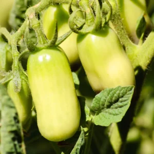 Set of 4 San Marzano Tomato Plants - 6 to 10 Inches Tall, Tomato Tree Plant , Live Tomato Plants for Garden, High-Yielding, 60+ Days Old