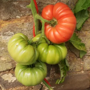 Set of 4 Mortgage Lifter Tomato Plants - 6 to 10 Inches Tall, Tomato Tree Plant , Live Tomato Plants for Garden, High-Yielding, 60+ Days Old