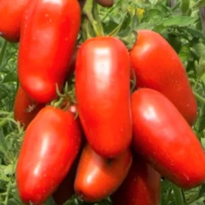 Set of 4 Plum Tomato Plants - 6 to 10 Inches Tall, Tomato Tree Plant , Live Tomato Plants for Garden, High-Yielding, 60+ Days Old