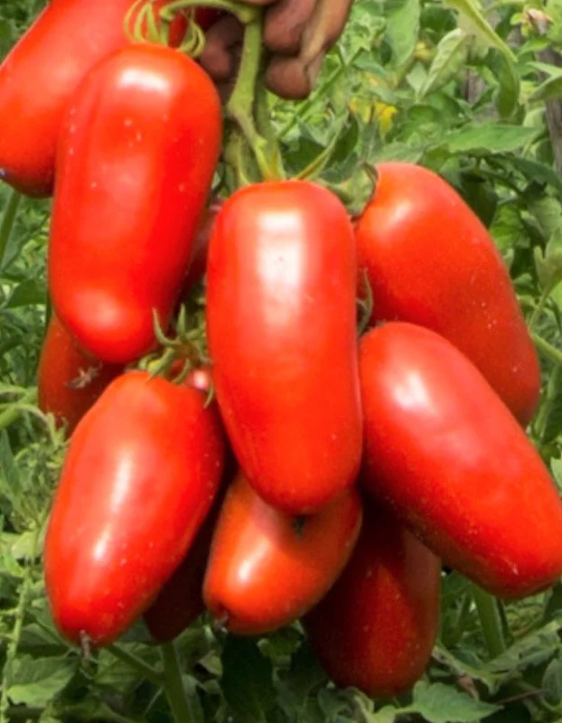 Set of 4 Plum Tomato Plants - 6 to 10 Inches Tall, Tomato Tree Plant , Live Tomato Plants for Garden, High-Yielding, 60+ Days Old