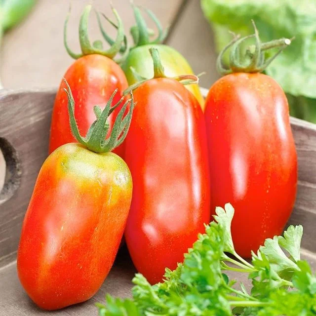 Set of 4 Plum Tomato Plants - 6 to 10 Inches Tall, Tomato Tree Plant , Live Tomato Plants for Garden, High-Yielding, 60+ Days Old