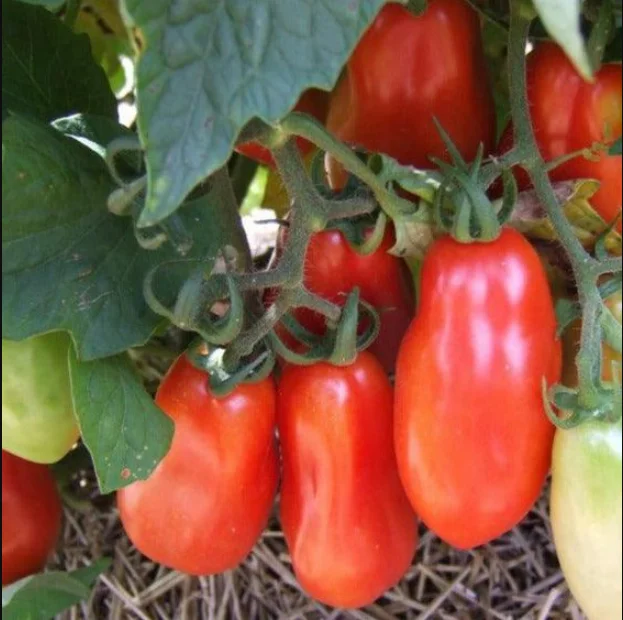 Set of 4 Plum Tomato Plants - 6 to 10 Inches Tall, Tomato Tree Plant , Live Tomato Plants for Garden, High-Yielding, 60+ Days Old