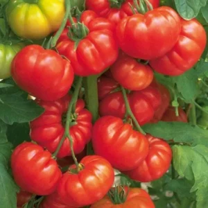 Beefsteak Tomato Plants - Lot 4 Plants, 6"-10" Tall, Live Tomato Plants for Garden, 60+ Days Old