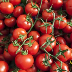 Red Cherry Tomato Plants - Lot 4 Plants, 6