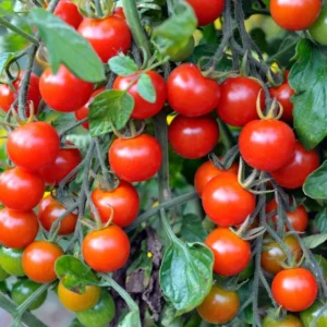 Red Cherry Tomato Plants - Lot 4 Plants, 6