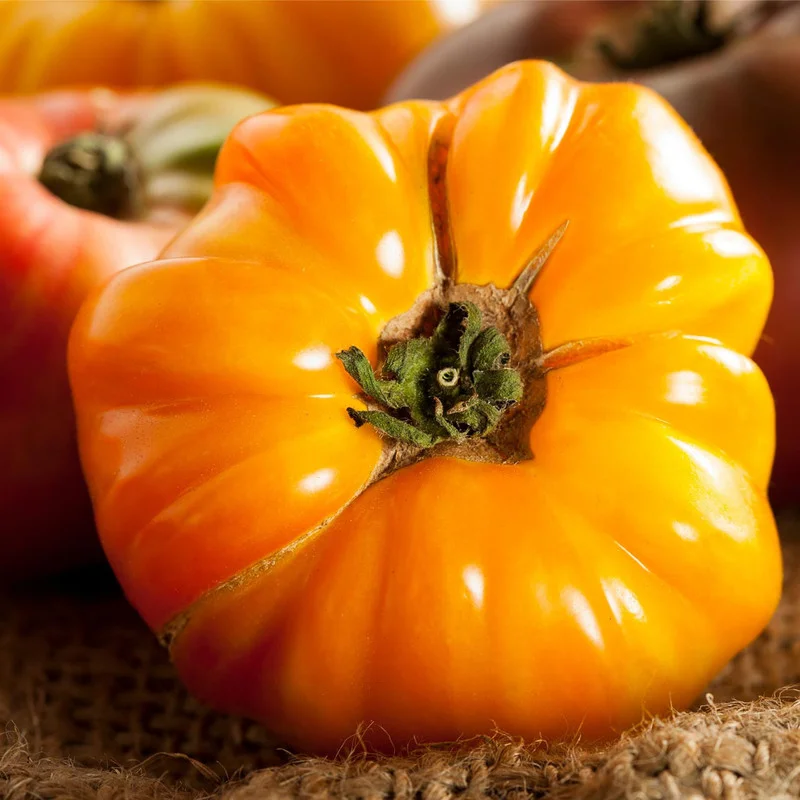 Rare Old German Tomato Plants - Lot 4 Plants, 6"-10" Tall, Live Tomato Plants for Garden, 60+ Days Old