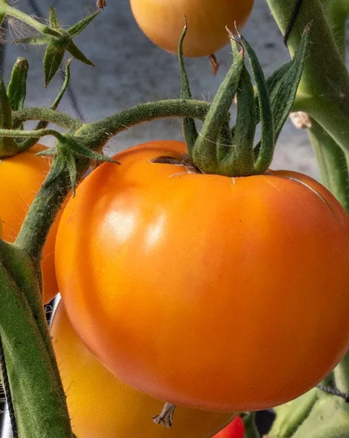 Rare Old German Tomato Plants - Lot 4 Plants, 6"-10" Tall, Live Tomato Plants for Garden, 60+ Days Old