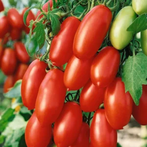 San Marzano Tomato Plants - Lot 4 Plants, 6