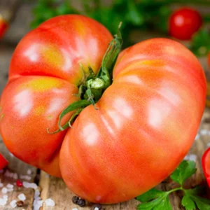 Mortgage Lifter Tomato Plants - Lot 4 Plants, 6"-10" Tall, Live Tomato Plants for Garden, 60+ Days Old