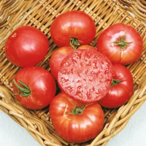 Mortgage Lifter Tomato Plants - Lot 4 Plants, 6