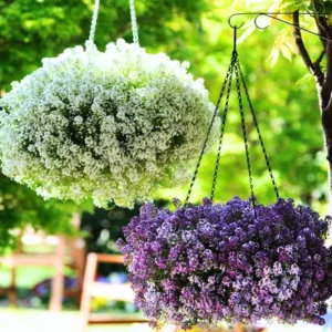 3 Sweet Alyssum Plants Live, Alyssum Flowers, 8 Inch Tall in 3 Inch Pot, Perfect for Perennial Flower Beds