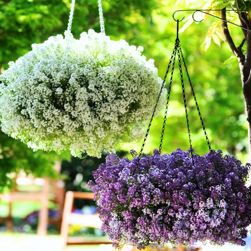 3 Sweet Alyssum Plants Live, Alyssum Flowers, 8 Inch Tall in 3 Inch Pot, Perfect for Perennial Flower Beds