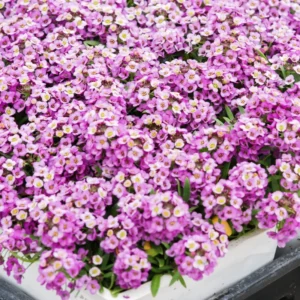 Purple Alyssum Plant Live, Sweet Alyssum Flowers Plant 8 Inc Tall, in 3 Inch Pot, Alyssum Perennial Flower Beds Garden