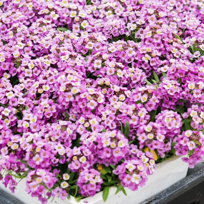 Purple Alyssum Plant Live, Sweet Alyssum Flowers Plant 8 Inc Tall, in 3 Inch Pot, Alyssum Perennial Flower Beds Garden