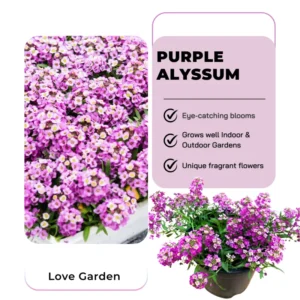 Purple Alyssum Plant Live, Sweet Alyssum Flowers Plant 8 Inc Tall, in 3 Inch Pot, Alyssum Perennial Flower Beds Garden