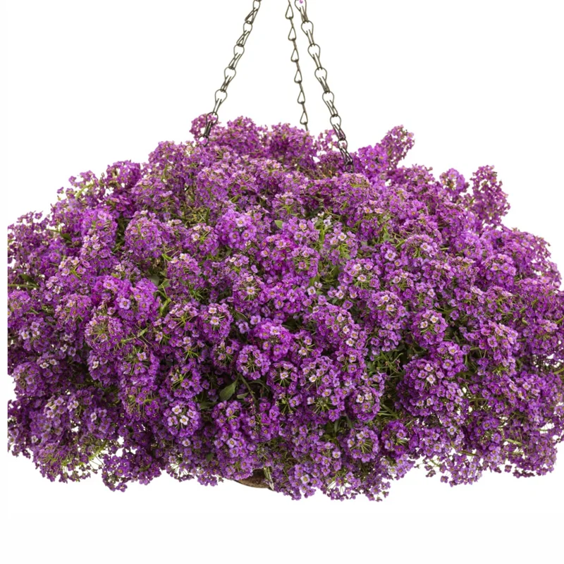 Purple Alyssum Plant Live, Sweet Alyssum Flowers Plant 8 Inc Tall, in 3 Inch Pot, Alyssum Perennial Flower Beds Garden