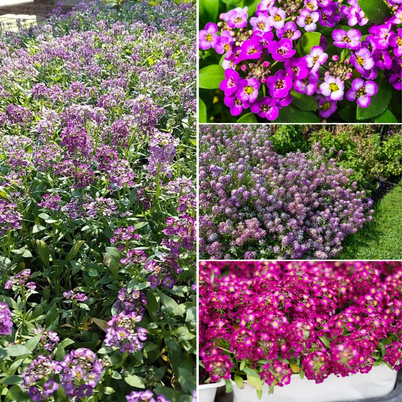 Purple Alyssum Plant Live, Sweet Alyssum Flowers Plant 8 Inc Tall, in 3 Inch Pot, Alyssum Perennial Flower Beds Garden