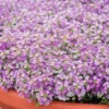 Purple Alyssum Plant Live, Sweet Alyssum Flowers Plant 8 Inc Tall, in 3 Inch Pot, Alyssum Perennial Flower Beds Garden