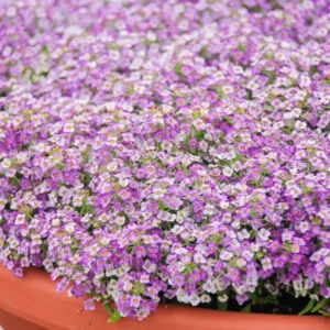 Purple Alyssum Plant Live, Sweet Alyssum Flowers Plant 8 Inc Tall, in 3 Inch Pot, Alyssum Perennial Flower Beds Garden