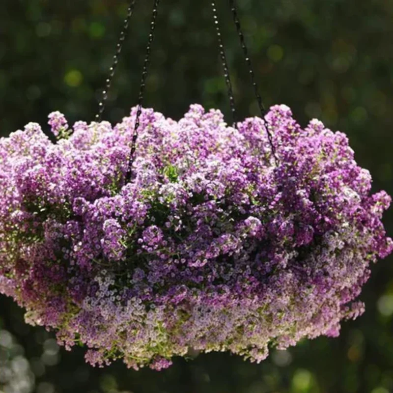 Purple Alyssum Plant Live, Sweet Alyssum Flowers Plant 8 Inc Tall, in 3 Inch Pot, Alyssum Perennial Flower Beds Garden