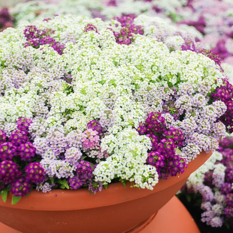 Mix Alyssum