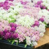 2 Alyssum Plants Live, 8 Inch Tall, Sweet Alyssum Perennial Plant, Ideal for Flower Beds, 3 Inch Pot