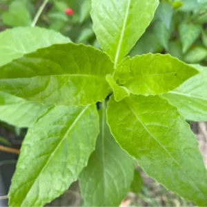 2 Longevity Spinach Live Plants, Spinach Plants From 4 Inches Tall No Pot, Live Vegetable Plants, Vegetable Plants Live For Planting