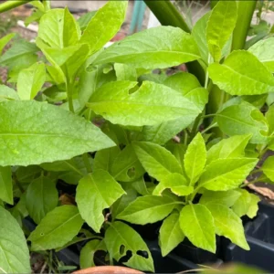 2 Longevity Spinach Live Plants, Spinach Plants From 4 Inches Tall No Pot, Live Vegetable Plants, Vegetable Plants Live For Planting