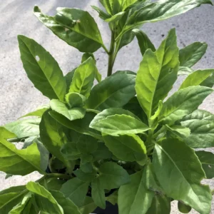 2 Longevity Spinach Live Plants, Spinach Plants From 4 Inches Tall No Pot, Live Vegetable Plants, Vegetable Plants Live For Planting