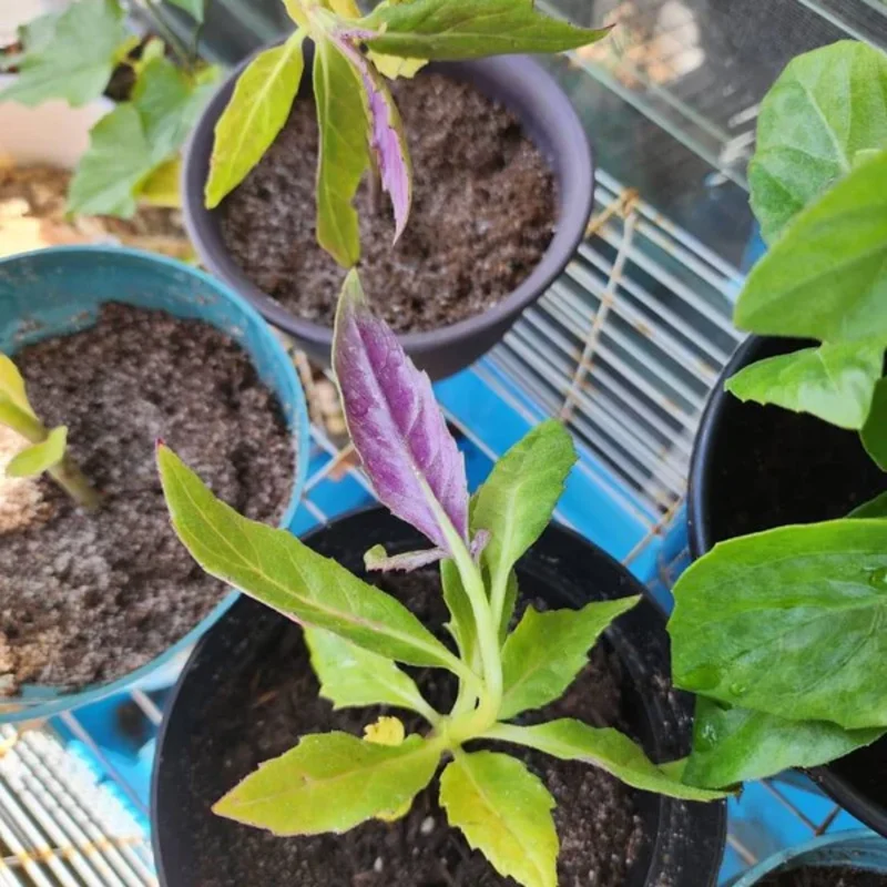 2 Okinawa Spinach 4 To 5 Inches Bareroot, Spinach Plant Live For Planting, Live Vegetable Plant Outdoor