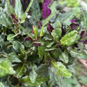 2 Okinawa Spinach 4 To 5 Inches Bareroot, Spinach Plant Live For Planting, Live Vegetable Plant Outdoor