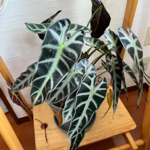 Alocasia Plant, Live Plant Alocasia House Plant 2 Feet Height No Pot, Live Indoor House Plant