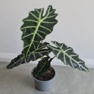 Alocasia Plant, Live Plant Alocasia House Plant 2 Feet Height No Pot, Live Indoor House Plant