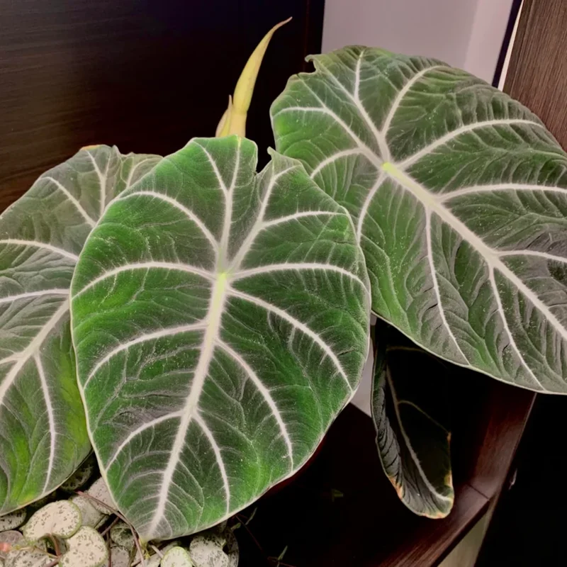 Alocasia Live Plant, Alocasia Black Velvet Plant Live, Rare Alocasia Plant Bareroot, Plant Live Houseplants