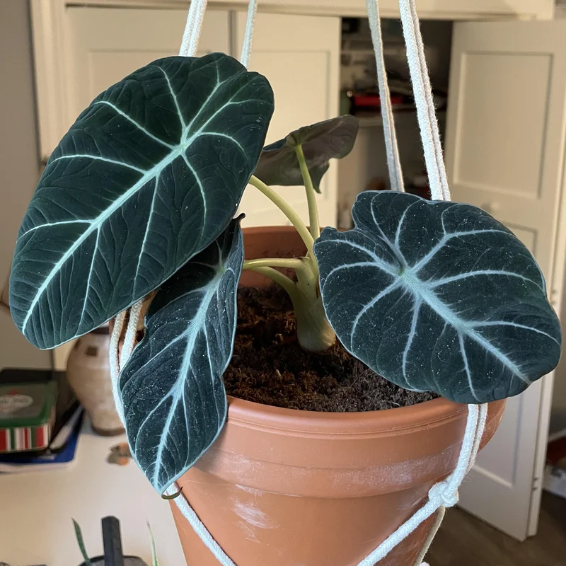 Alocasia Live Plant, Alocasia Black Velvet Plant Live, Rare Alocasia Plant Bareroot, Plant Live Houseplants