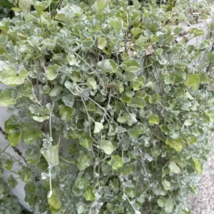 Dichondra Silver Live Plant 6 To 7 Inches Height 3 Inches Potted, Dichondra Silver Live Perennials Plant, Vining Plant Live