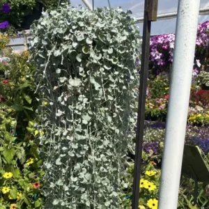 Dichondra Silver Live Plant 6 To 7 Inches Height 3 Inches Potted, Dichondra Silver Live Perennials Plant, Vining Plant Live