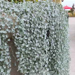 Dichondra Silver Live Plant 6 To 7 Inches Height 3 Inches Potted, Dichondra Silver Live Perennials Plant, Vining Plant Live