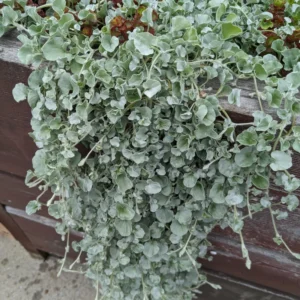 Dichondra Silver Live Plant 6 To 7 Inches Height 3 Inches Potted, Dichondra Silver Live Perennials Plant, Vining Plant Live