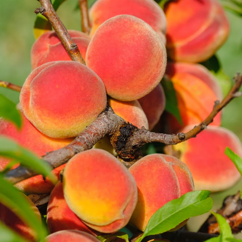 Peach Tree, Red Peach Tree, Peach Fruit Tree, 2 to 3 Feet Tall Live In Pot Tree