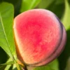 Peach Tree, Red Peach Tree, Peach Fruit Tree, 2 to 3 Feet Tall Live In Pot Tree