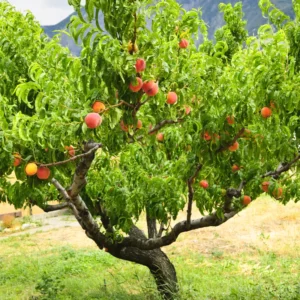Peach Tree, Red Peach Tree, Peach Fruit Tree, 2 to 3 Feet Tall Live In Pot Tree
