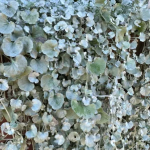 Dichondra Silver Live Plant 6 To 7 Inches Height 3 Inches Potted, Dichondra Silver Live Perennials Plant, Vining Plant Live